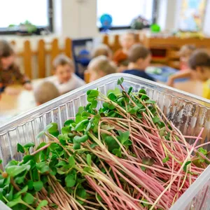 Škriatok Gregor z Microgreens