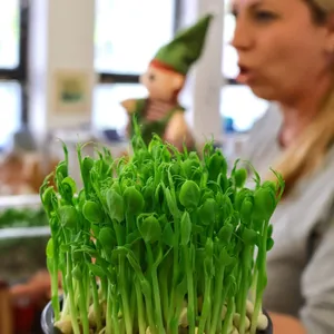 Škriatok Gregor z Microgreens