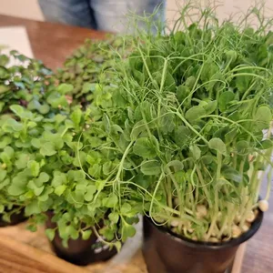 Škriatok Gregor opäť u nás....