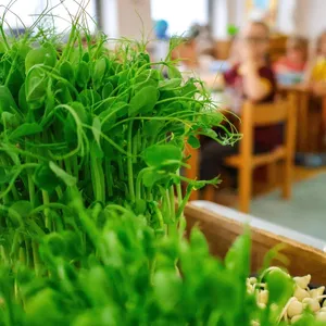 Škriatok Gregor z Microgreens